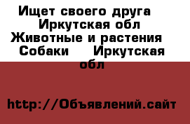 Ищет своего друга  - Иркутская обл. Животные и растения » Собаки   . Иркутская обл.